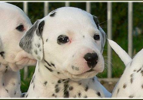 Palimé vom Teutoburger Wald