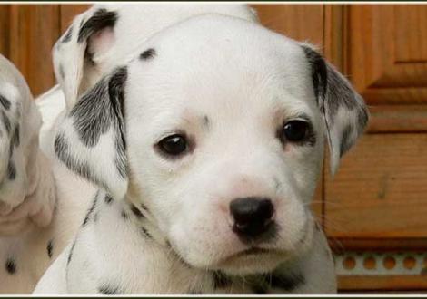 Petit Fleur vom Teutoburger Wald