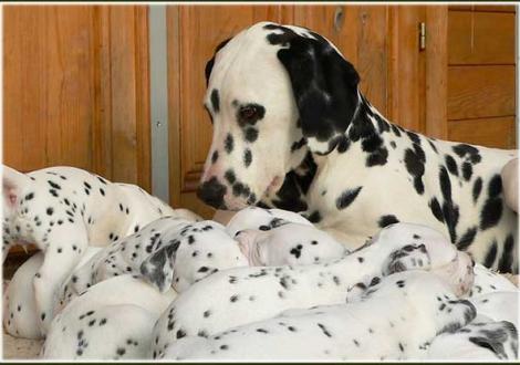 Impressionen... - Ozone vom Teutoburger Wald mit dem P-Wurf vom Teutoburger Wald