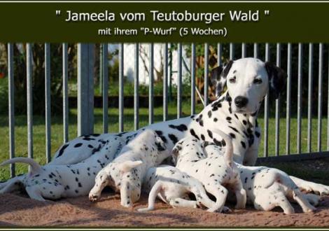 Bilder von unserem P-Wurf