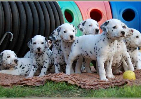 ...nun gibt\'s wieder was Neues von uns! P-Wurf vom Teutoburger Wald