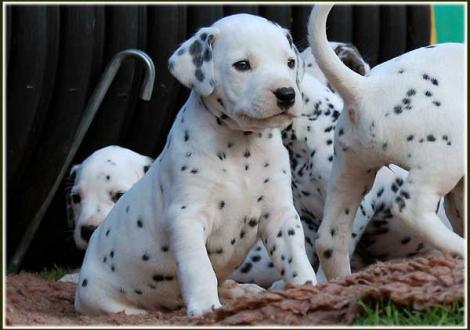 Pharuk vom Teutoburger Wald