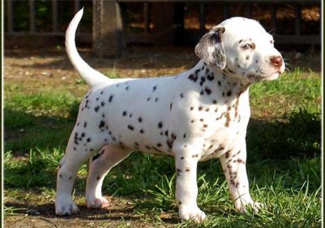 Unsere 2 knackigen weiß/braunen Mädels - Paris vom Teutoburger Wald