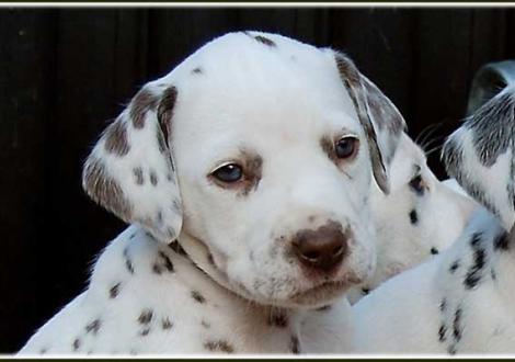 Palousa vom Teutoburger Wald