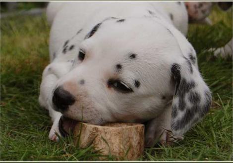 Unsere 7 hübschen weiß/schwarzen Damen - Perfect Harmonie vom Teutoburger Wald
