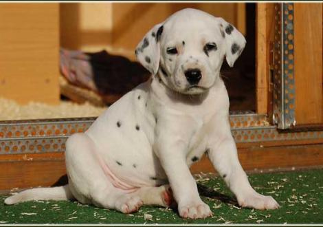 Philadelphia vom Teutoburger Wald