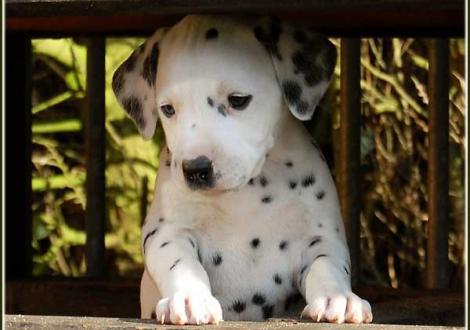 Phjarna vom Teutoburger Wald