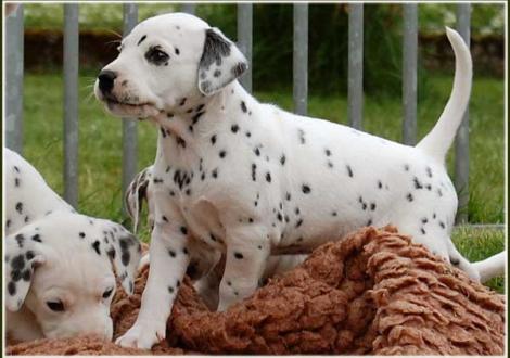 Pleasant Hope vom Teutoburger Wald