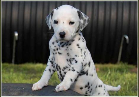 Palimé vom Teutoburger Wald