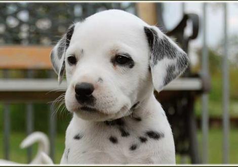 Petit Fleur vom Teutoburger Wald