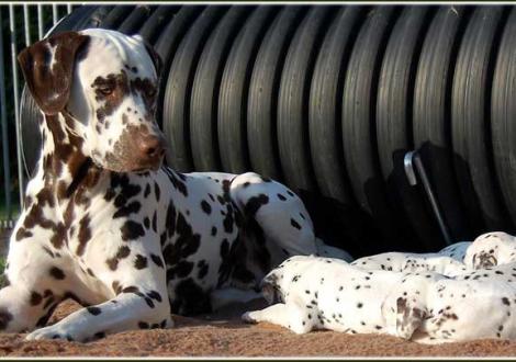 Impressionen... - Halbbruder Christi ORMOND Coppola hält Wache!