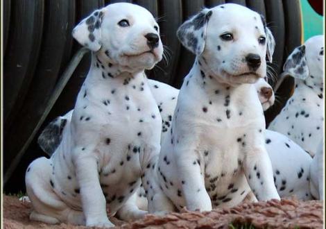 Pharuk & Perfect Harmonie vom Teutoburger Wald