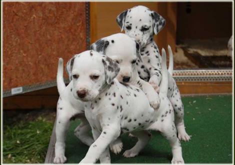 Palousa, Petit Fleur, Phantasie vom Teutoburger Wald