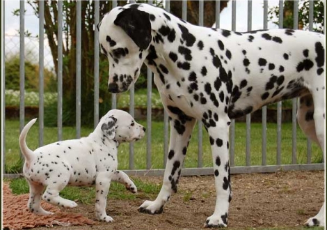 Große Schwester Nabuka vom Teutoburger Wald mit Pleasant Hope