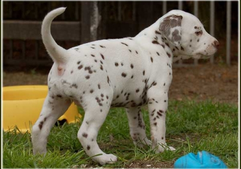Paris vom Teutoburger Wald