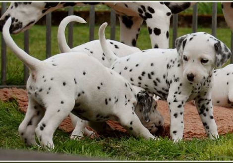 Perfect Project & Palimé vom Teutoburger Wald