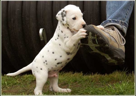 Pharuk vom Teutoburger Wald