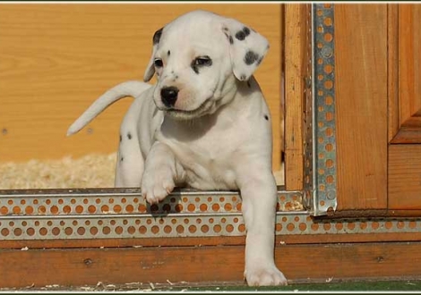 Philadelphia vom Teutoburger Wald