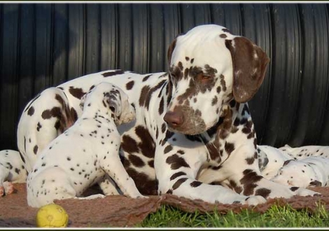 Halbbruder Christi ORMOND Coppola mit Paris vom Teutoburger Wald!