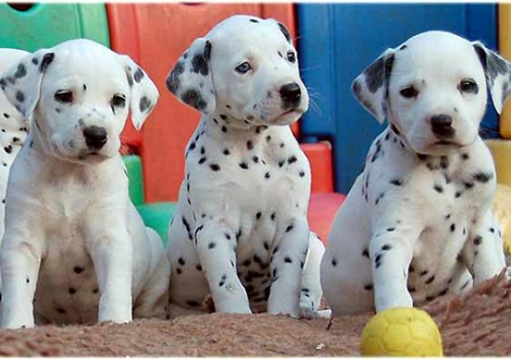 Philadelphia, Phjarna, Petit Fleur vom Teutoburger Wald