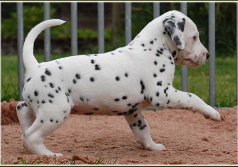 Phjarna vom Teutoburger Wald