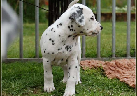 Pleasant Hope vom Teutoburger Wald