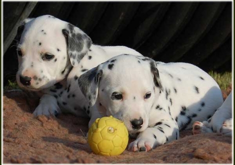 Perfect Project & Palimé vom Teutoburger Wald