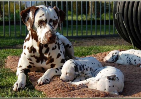 Unsere Mochaccino DALMATIAN DREAM mit ihren Adoptivkindern!