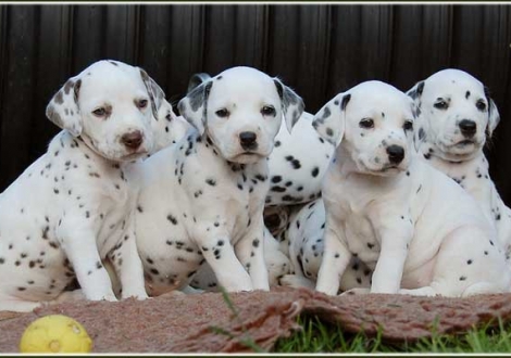 Palousa, Petit Fleur, Philadelphia, Pleasant Hope vom Teutoburger Wald