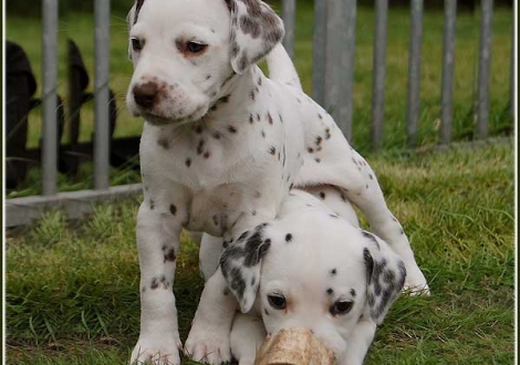 Palousa & Perfect Harmonie vom Teutoburger Wald