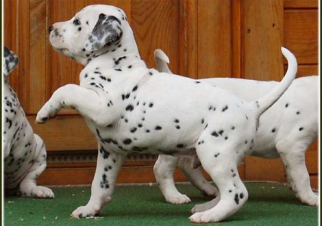 Perfect Project vom Teutoburger Wald