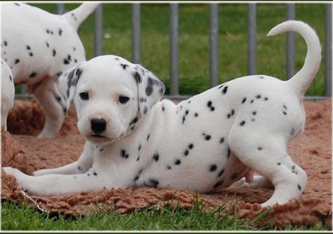 Pharuk vom Teutoburger Wald