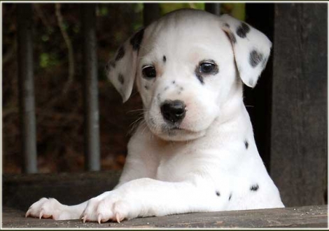 Philadelphia vom Teutoburger Wald