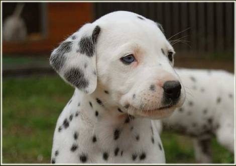 Phjarna vom Teutoburger Wald