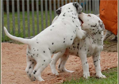 Perfect Project & Paris vom Teutoburger Wald