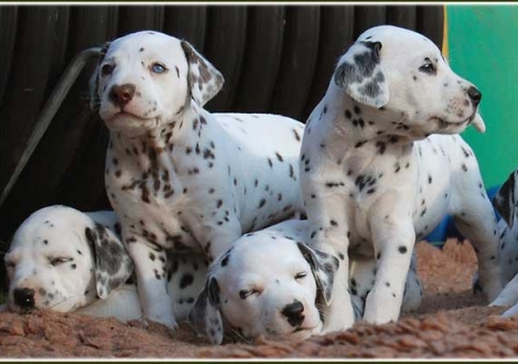 Perfect Project, Paris, Petit Fleur, Pleasant Hope vom Teutoburger Wald