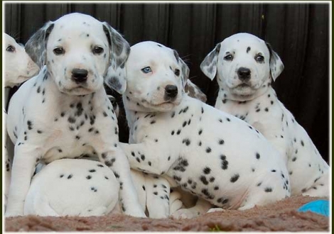 Perfect Project, Phjarna, Pleasant Hope vom Teutoburger Wald