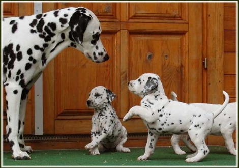 Große Schwester Nabuka mit Phantasie & Perfect Project vom Teutoburger Wald