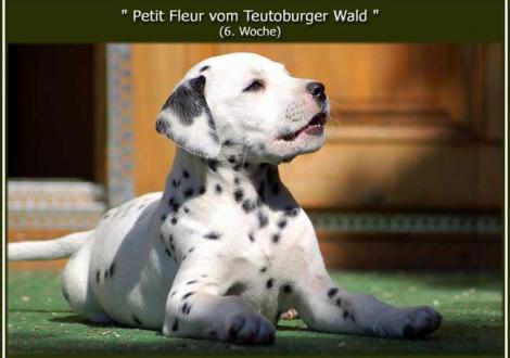 Bilder von unserem P-Wurf