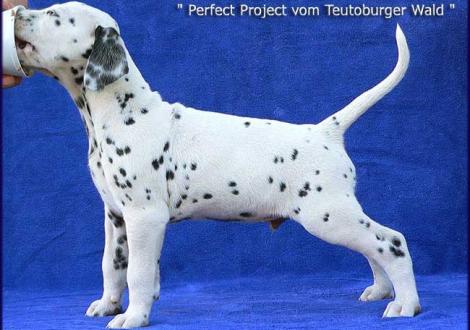 Unsere 2 kernigen weiß/schwarzen Rüden - Perfect Project vom Teutoburger Wald (Besitzer: Familie Hammans in 53940 Hellenthal)