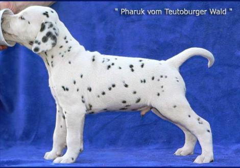 Pharuk vom Teutoburger Wald (Besitzer: Berenike Neefe in 04319 Leipzig)