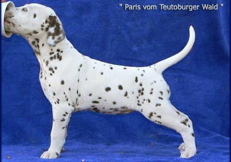 Unsere 2 knackigen weiß/braunen Mädels - Paris vom Teutoburger Wald (Besitzer: Familie Bäumer in 33689 Bielefeld)