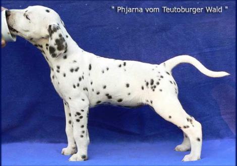 Phjarna vom Teutoburger Wald (Besitzer: Petra Rimbeck in 27616 Bokel)