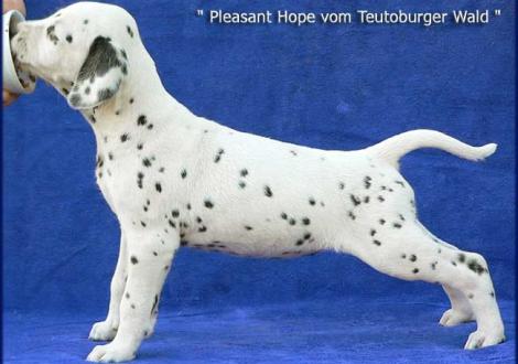 Pleasant Hope vom Teutoburger Wald (Besitzer: Susanne Weigel-Höhl in 37083 Göttingen)