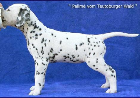 Palimé vom Teutoburger Wald (Besitzer: Iris Nickel-Schmidtke in 24960 Glücksburg)