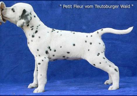 Petit Fleur vom Teutoburger Wald (Besitzer: Maja Jovicic in 10961 Berlin)