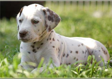 Impressionen... - Palousa vom Teutoburger Wald