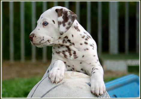 Paris vom Teutoburger Wald