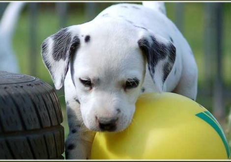 Petit Fleur vom Teutoburger Wald