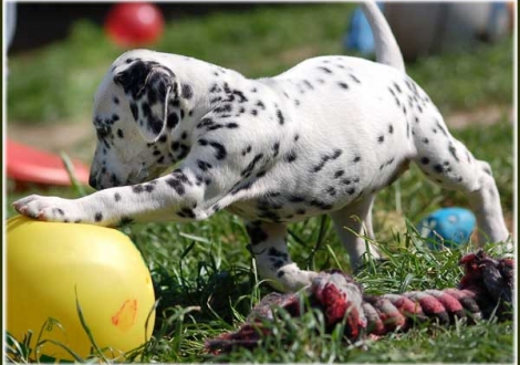 Phantasie vom Teutoburger Wald